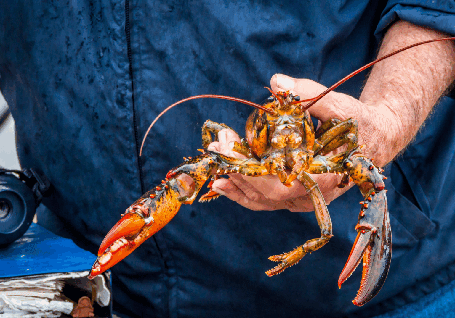 En mann holder en hummer i hånden